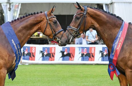 Siegenstuten 2024 | © Beelitz