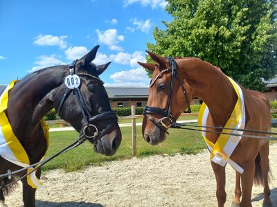 Springsiegerin der Leistungsprüfung Kiki Chanel und Schausiegerin Dressur Faelyn auf Schmusekurs | © Sandra Birzer
