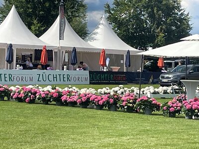 Das Parket für die Fohlen in Lienen ist bereitet. | © Jungreithmayr