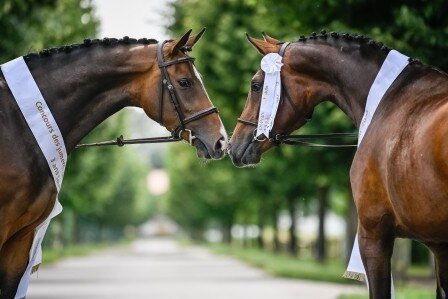 Die Siegerinnen 2024 der dreijährigen Stuten – Diva de Luxe CH v. Diacontinus-For Edition-Grand Cru (Züchte r& Besitzer: Theo Banz, Rothenburg) und Darleen sz CH v. Sweet Hero-De Niro-Don Gregory (Z.: Christoph Suter, Freienwil; B.: Elisabeth Rademaker, Geroldswil)  | © K. Stuppia 