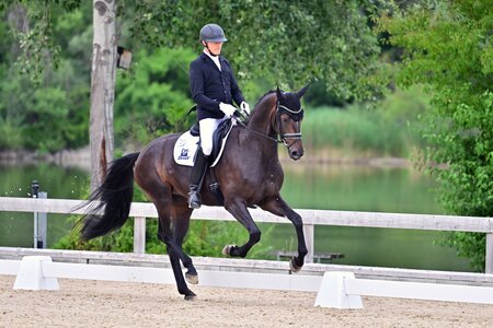 Landeschampionesse der 5jährigen Dressurpferde: F-Grace ST aus der Zucht von Dr. Jutta Steidl | © Agentur Dill