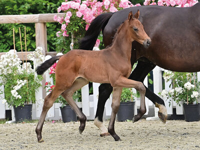 Preisspitze Molto bene v. Morricone I – San Amour I  | © OLD Art