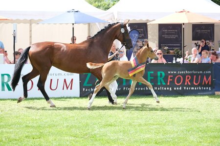 Siegte bei den Hengstfohlen Dressur: Ein Sohn des Seacrest aus der Zucht von Christine Arns-Krogmann.      | © Hartwig