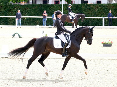: Bei den sechsjährigen Dressurpferden erhielt am Dienstag in Warendorf die Escamilo-Tochter Winhorses Eleven unter Flore de Winne die Nominerung zur WM in Verden. Züchter Roukaz Soufiah aus dem benachbarten Ostbevern ließ sich den Auftritt der von ihm gezogenen Stute nicht entgehen. | © Thomas Hartwig