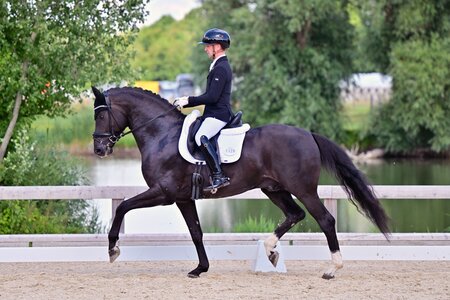 Auch er ein würdiger Sieger: Springnight, der Champion der vierjährigen Hengste. Vorgestellt von Christian Alexander Kömpf | © Agentur Dill