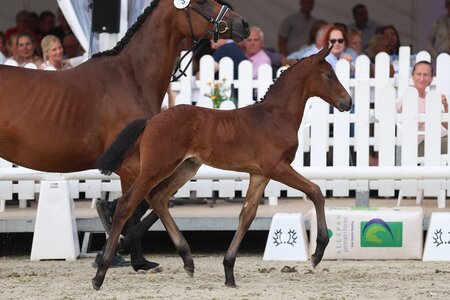 Als Preisspitze wechselte „Diamond Dream“ v. Grafenstolz – Dragon Pulse xx – Presenting xx aus der Zucht von Klaus Kock, den Besitzer.  | © Bauernschmitt