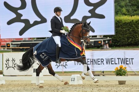 Der ehemalige Reservesieger Rockingham v. Saint Cyr-Kaiser Wilhelm siegte in der Finalprüfung des Dressurpferdechampionats der Fünfjährigen.  | © Bauernschmitt