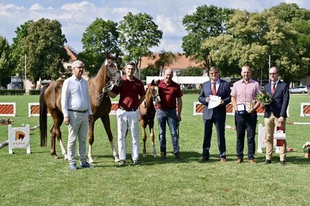 Sieger der dressurbetonten Hengstfohlen von Va Bene - Don Schufro aus der Zucht von Hendrik Niehe aus Sieversdorf-Hohenofen. | © Björn Schröder