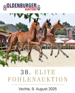 Am 09. August erwartet Sie im Oldenburger Pferde Zentrum Vechta eine Kollektion handverlesener Elitefohlen. | © OLD-Art