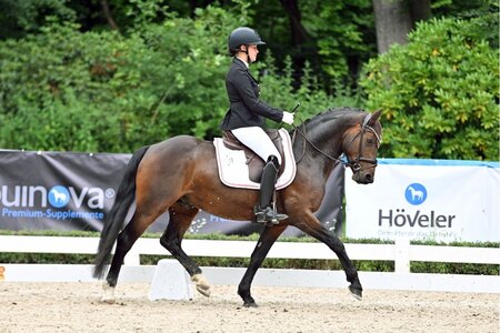 Mr. Moccacchino avancierte zum DSP-Champion der fünfjährigen Dressurponys. | © Dill