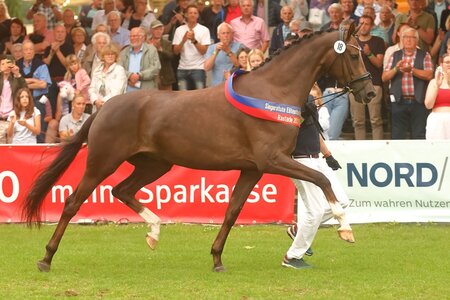 Füchtel's Hedda ist die Oldenburger Brilliant-Ring Siegerin 2025! | © Bischoff