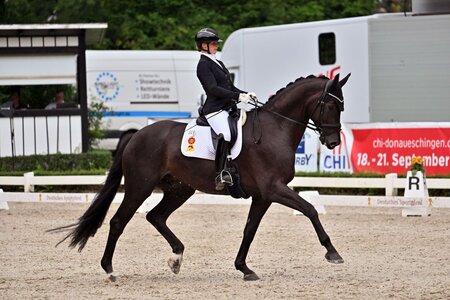 Dante's Sunrise S wurde unter dem Sattel von Ines Fleischmann erneut mit der DSP-Siegerschärpe ausgezeichnet. | © Dill