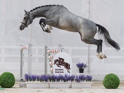 Die Preisspitze der Cornet Obolensky Youngster-Auktion: Nr. 7 Cornet´s Amy. | © Reckimedien