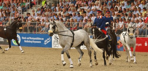 In wenigen Wochen werden wieder tausende Menschen nach Redefin zu den alljährlichen Hengstparaden reisen und sich von den Hengsten, den Mitarbeiterinnen und Mitarbeitern und dem Ambiente des Landgestütes begeistern lassen. | © Bischoff