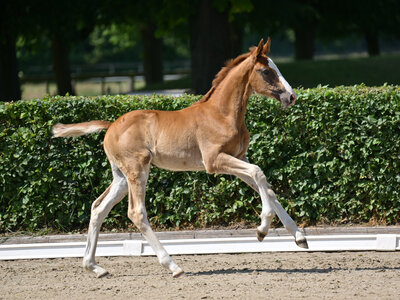 KN 16: Zilvestra von Zirocco Blue aus dem international hoch erfolgreichen BWP Prestatiestamm 22 der ABENENDA | © Schroeder