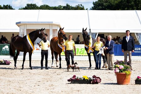 Die Familie der St.Pr.St. Reine Freude gewann vor vier Jahren den prestigeträchtigen Herwart von der Decken-Preis.  | © Hannoveraner Verband