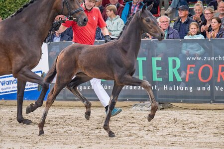 Preisspitze der Fohlen-Auktion der dressurbetonten Fohlen: Viva Love v. Viva Gold wechselte zum Spitzenpreis von 250.000 Euro den Besitzer | © Reckimedia