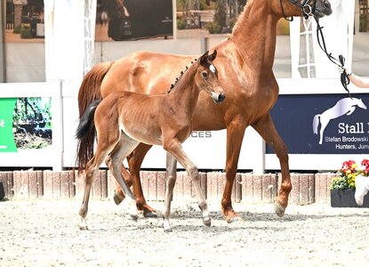 Die Preisspitze von Cardento - Hearbreaker. | © Hubert Fischer
