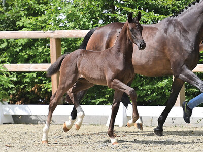 Nr. 1 Tulani KP v. True Hope PS – Foundation I  | © OLD-Art