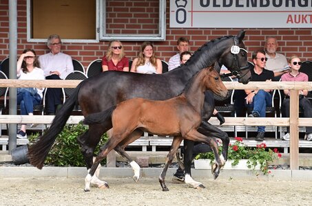 Preisspitze Nr. 36 Versailles B v. Veneno – Fidertanz I  | © OLD-Art