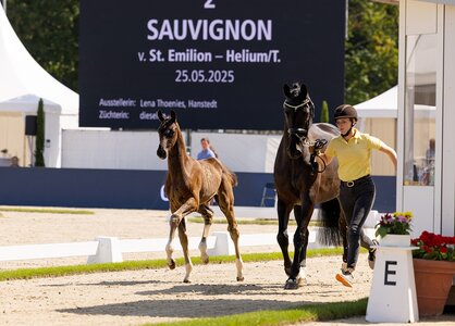 Sauvignon v. St. Emilion/Helium  | © Hannoveraner Verband