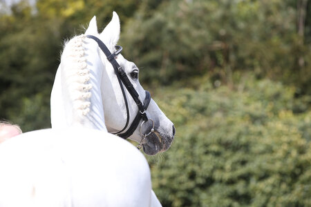 Das Pferd ist ein wichtiger Bestandteil der Gesellschaft. Pferdesport und Pferdezucht sind kulturelle, wirtschaftliche und gesellschaftliche Stützen des Landes. | © Lafrentz