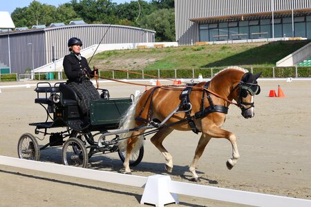 Wembley's Match B und Kathrin Karosser gewannen die Qualifikation der Ponys  | © Brit Placzek
