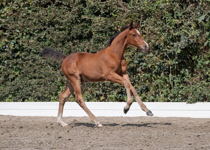 Für 19.000 Euro wurde die Preisspitze der Auktion zugeschlagen: Tilda, eine Tochter des Charaktervoll HV.  | © Bugtrup