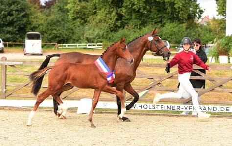 Das Siegerhengstfohlen stammt ab v. Dinken-Chin Champ und wurde von Torsten Petith gezogen.  | © Bugtrup