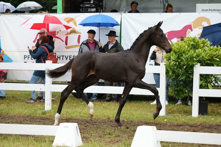 Elias v. v. Esperanto aus einer Livigno-Mutter und aus der Zucht von Georg Johannes Ederle avancierte in Riedlingen zur Preisspitze. | © D. Matthaes