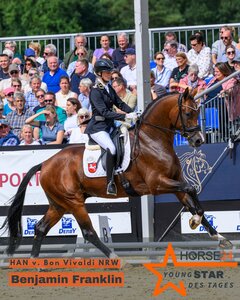 Benjamin Franklin - stimmen Sie mit ab, wenn Sie wollen, dass er der HORSE24 YoungSTAR wird! | © Equitaris Benjamin Franklin - stimmen Sie mit ab, wenn Sie wollen, dass er der HORSE24 YoungSTAR wird! | © Equitaris