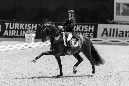 Der zweifache Weltmeister Jovian v. Apache zählte unter Andreas Helgstrand zu den erfolgreichsten Hengsten im Grand Prix-Sport. | © Lafrentz
