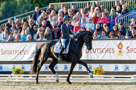 Bei den Bundeschampionaten setzte sich Africa Algarra Ruiz mit Beck's in Black bei den dreijährigen Hengsten durch. | © Lafrentz Bei den Bundeschampionaten setzte sich Africa Algarra Ruiz mit Beck's in Black bei den dreijährigen Hengsten durch. | © Lafrentz