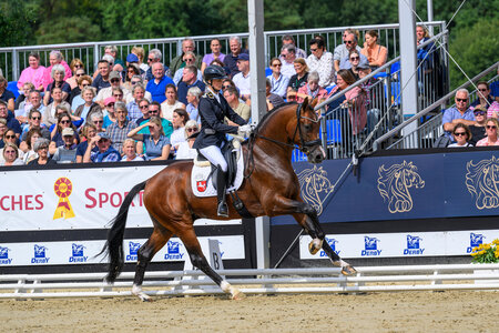 Benjamin Franklin sorgte mit seinem Auftritt, vorgestellt von Janina Tietze, bei den Warendorfer Bundeschampionaten der vierjährigen Reitpferde Hengste für berechtigte Begeisterung. | © Equitaris Benjamin Franklin sorgte mit seinem Auftritt, vorgestellt von Janina Tietze, bei den Warendorfer Bundeschampionaten der vierjährigen Reitpferde Hengste für berechtigte Begeisterung. | © Equitaris