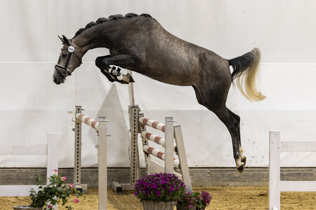 Mit dem Freispringen der springbetonten Jungstuten wurde traditionell das AWÖ-Bundeschampionat 2025 festlich eröffnet. | © Hans Kraus