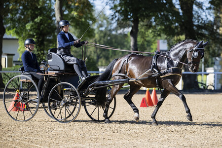 Die neue AWÖ-Bundeschampionesse Tabea v. Fürstenlook mit Fahrerin Carina Hinterreiter. | © Hans Kraus