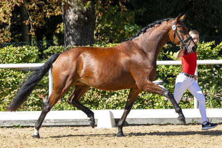 Bundessiegerstute Floris Tiara v. Florida TN. | © Hans Kraus