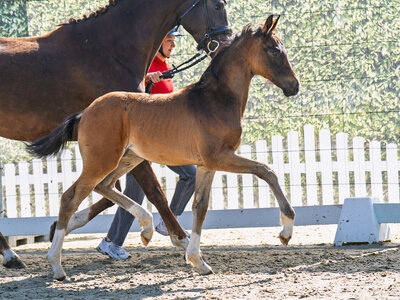 Preisspitze der Auktion Total Power v. Total PS | © reckimedia