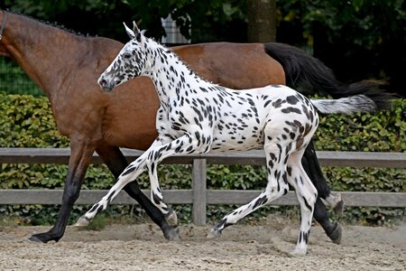 Preisspitze für 402.000 Euro: C-Bra van het Bokt v. J-Nius V.V. Z.  | © Flanders Foal Auction 