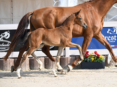 Preisspitze der Auktion: Fürstin Vitalia v. Fürst Zonik-Vitalis. | © Hubert Fischer