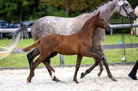 Das Hengstfohlen v. Antritt-Heuberger brillierte bereits als Reservesieger der springbetonten Hengstfohlen beim Fohlenchampionat in Graditz. | © Sigrun Wiecha