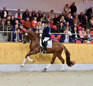 Der gekörte Hengst Brut d’Argent v. Benicio ist Preisspitze. | © OLDArt