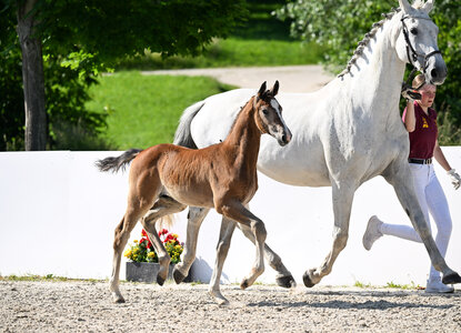 Die Preisspitze Arezzano  | © Hubert Fischer