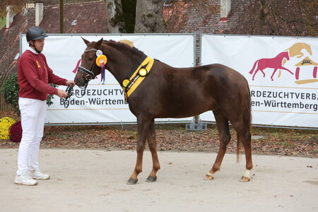 Sportpony Körungssieger Hedgefond v. Hattrick Royal Flush-Esse Golden Bigwig aus der Zucht und im Besitz von Veronika Stetter. | © DoMa