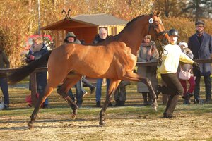 Körkandidat v. McLaren-Desperado | © Bischoff