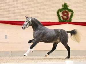 Ein leuchtendes Zeichen: Erstmals stand in Moritzburg ein Schimmel an der Spitze. | © Brit Placzek