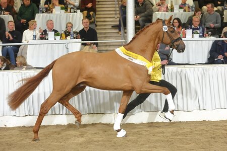 Prämienhengst und Auktionsspitze v. Vivaldos-Revolution-Ferro. | © Bischoff