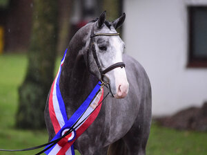 Conchezz v. Colestus, der Holsteiner Siegerhengst des Jahres 2024. | © Janne Bugtrup