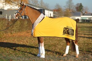 Benicio ist Hannoveraner Hengst des Jahres 2025. | © Bischoff