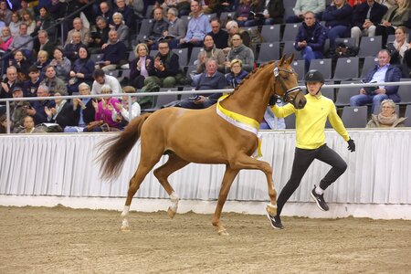 Daan G. anlässlich der Körung in Verden. | © Bischoff